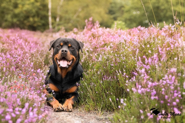 Rottweiler fotoshoot