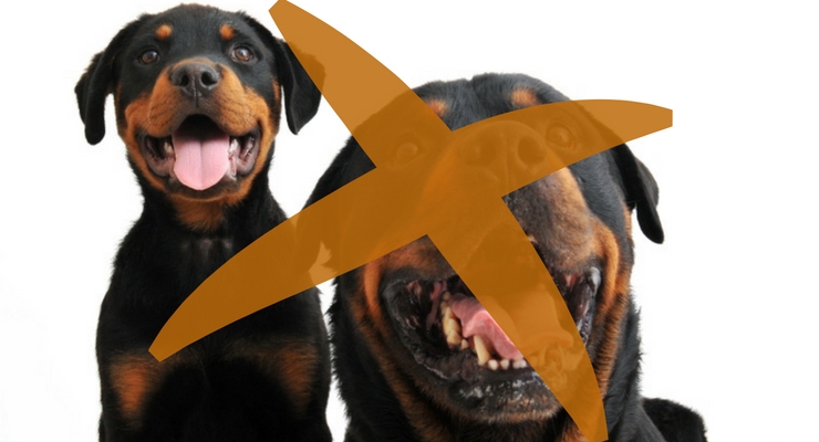 Nooit meer Rottweilers