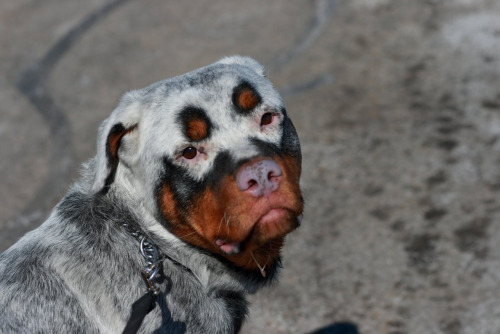 Rottweiler met Vitiligo