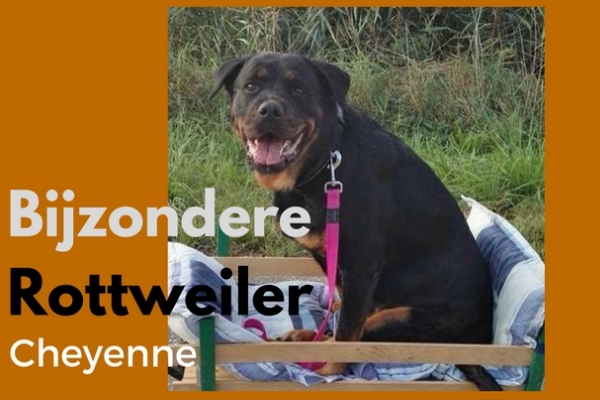 bijzondere Rottweiler Cheyenne