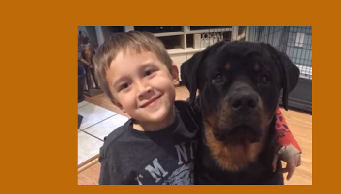 Rottweilers en kinderen