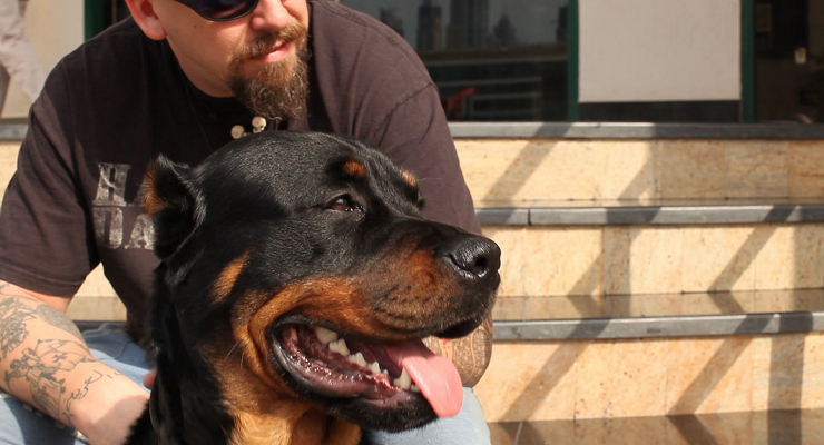 Waarom Werd Staart Of Oren Gecoupeerd Bij Rottweilers Rottweiler Start