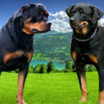 Amerikaanse Rottweiler en Duitse Rottweiler