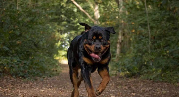 Hondenfotograaf Tony maakt beelden die ‘echt en puur’ zijn